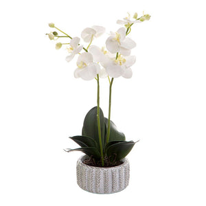 Phalaenopsis in Ceramic Pot 65cm White